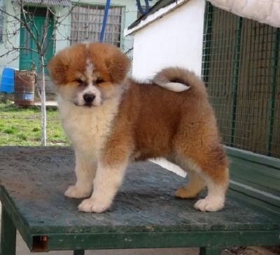 oglasi, Japanska AKITA INU 